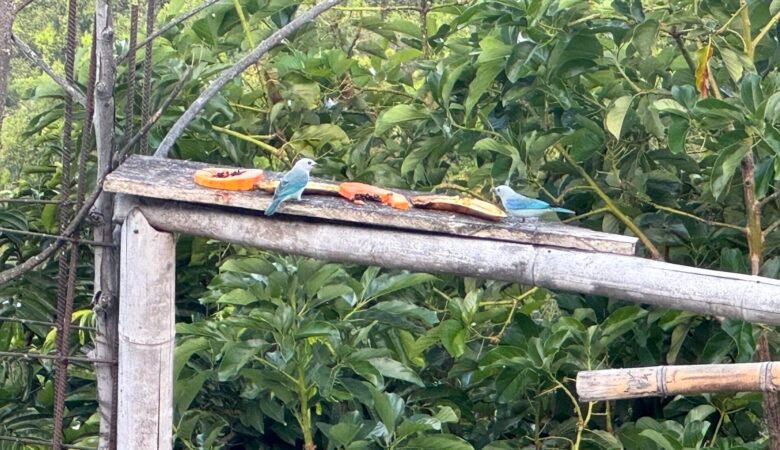 Birds near Minca, Colombia