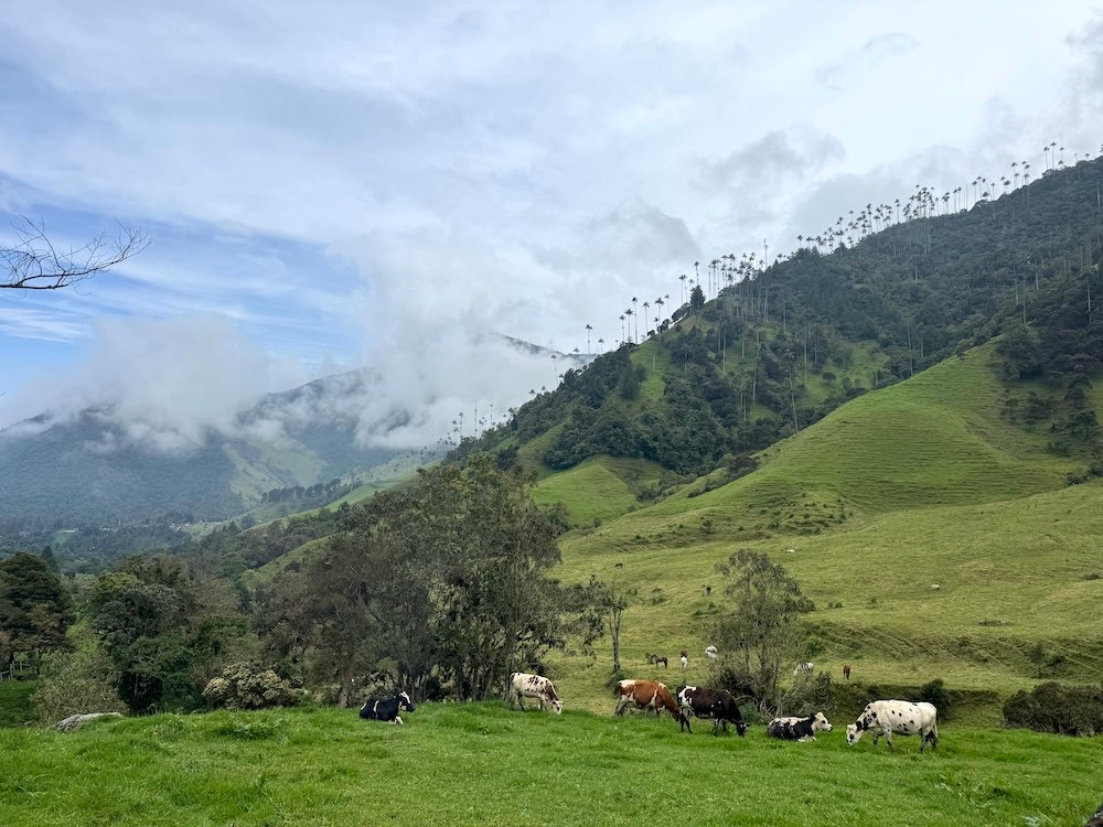Views along the Cocora Valley Trek
