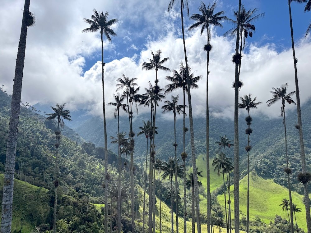 Wax Palm Trees on the Cocora Valley Trek