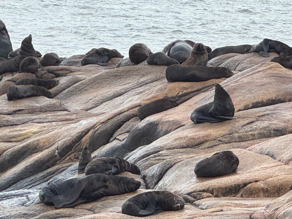 Numerous sea lions laying on rocks