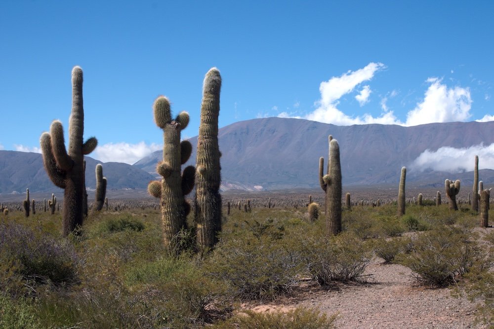 Cactuses lining a a walkway