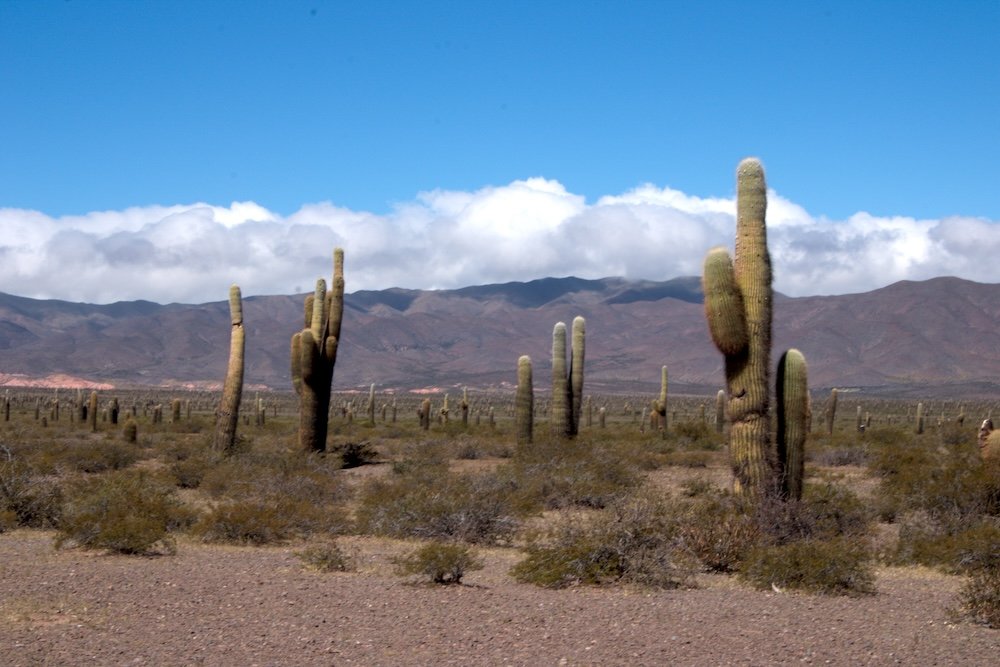 Cacti at Parque Los Cardones