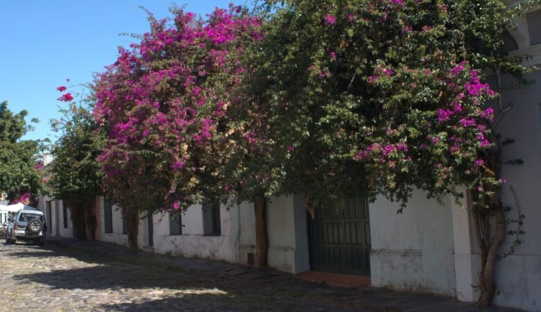 Flowers along a white building in Colonia del Sacramento