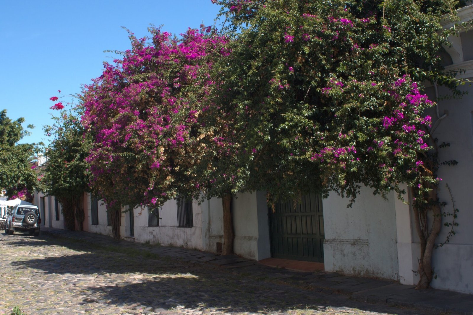 Flowers along a white building in Colonia del Sacramento