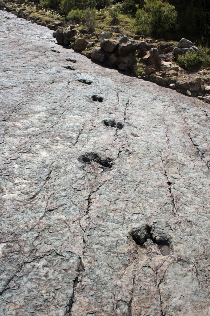 Dinosaur footprints in the stone
