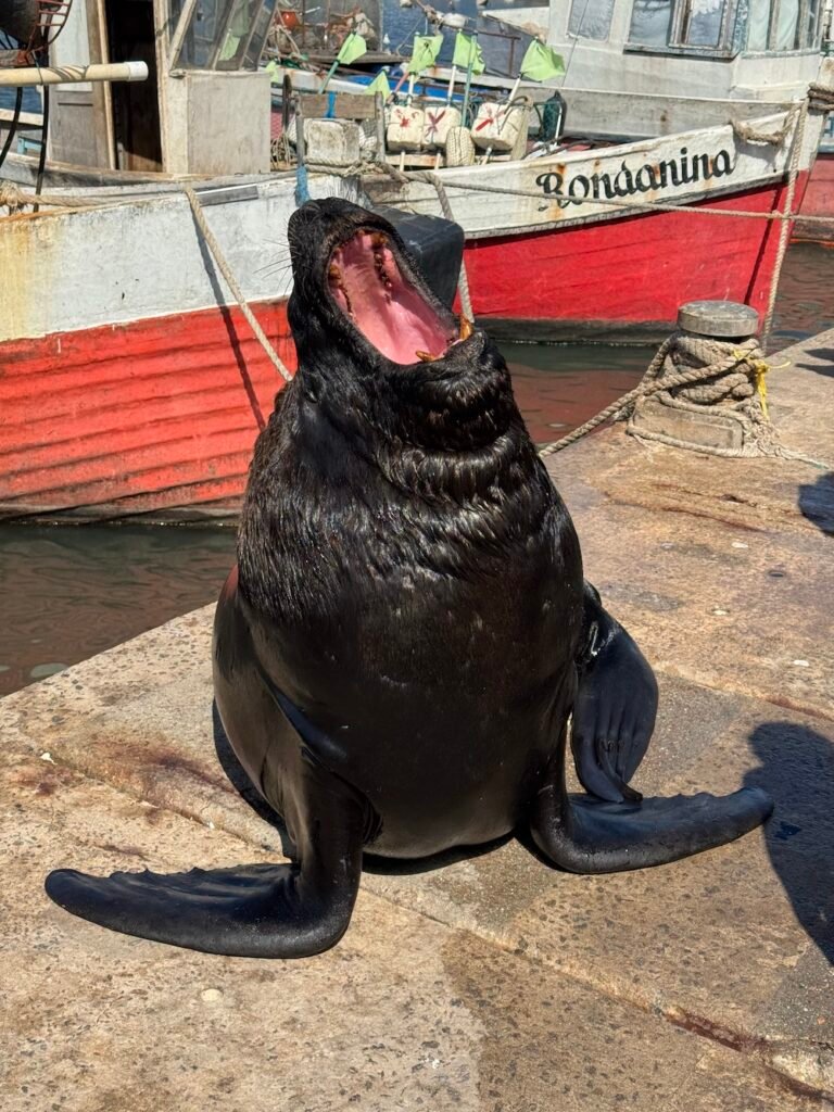 Yawning sea lion