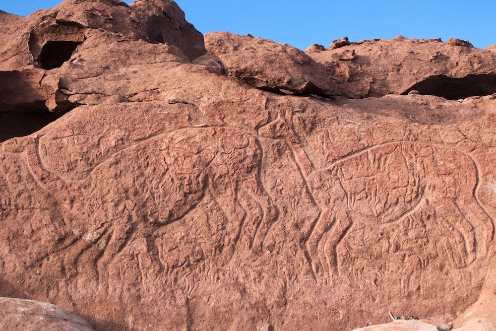 Petroglyphs featuring llamas at Rainbow Valley
