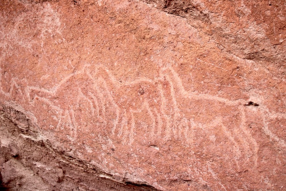 Petroglyphs featuring llamas near Rainbow Valley