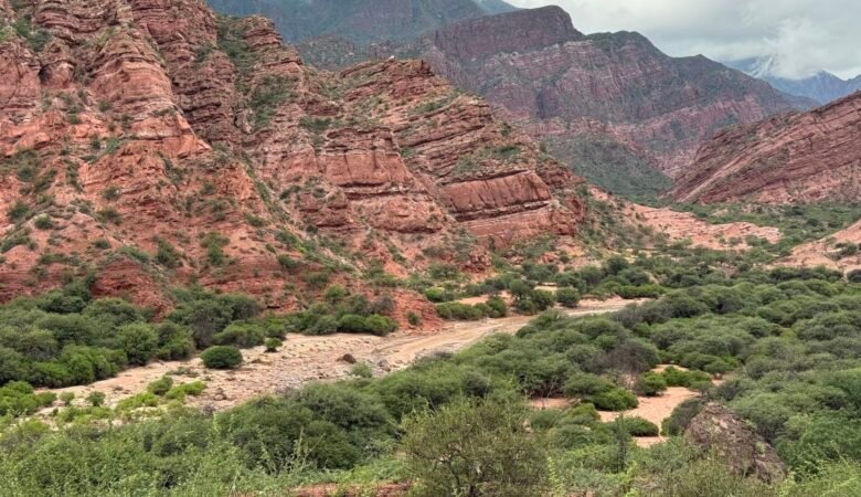 Red rocks and green shrubbery lining the highway to Cafayate