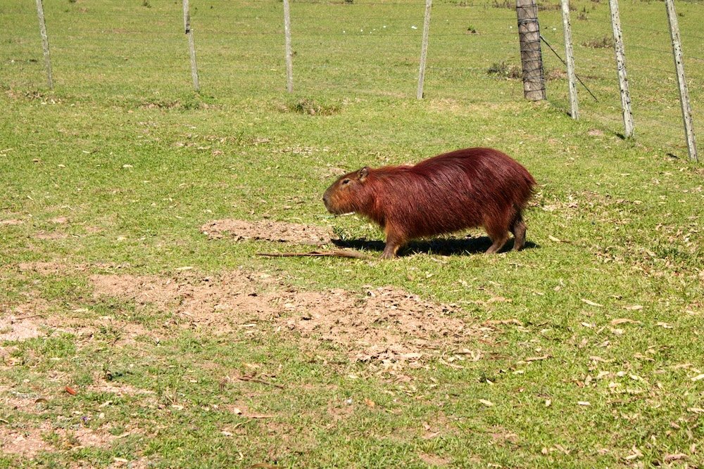 A Capybara walking on grass