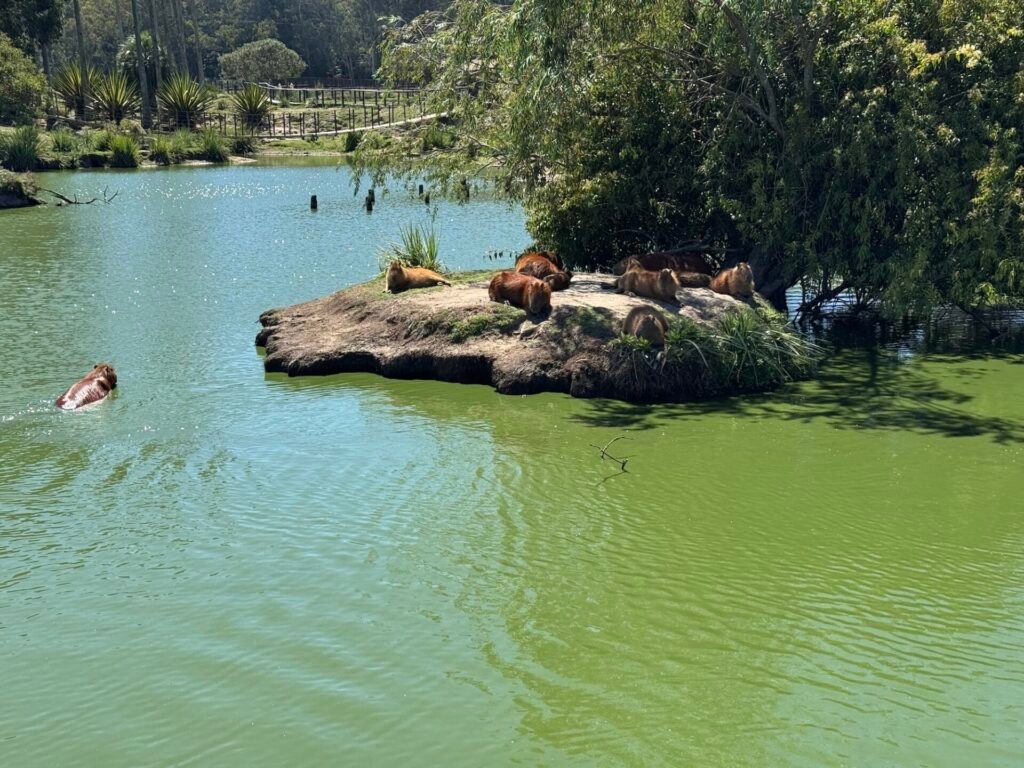 Capybaras swimming and sitting on rocks at Santa Teresa National Park