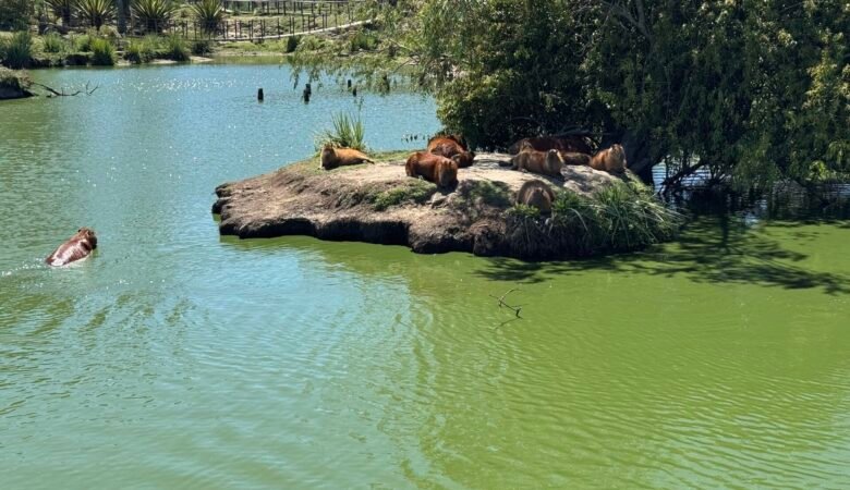 Capybaras swimming and sitting on rocks at Santa Teresa National Park