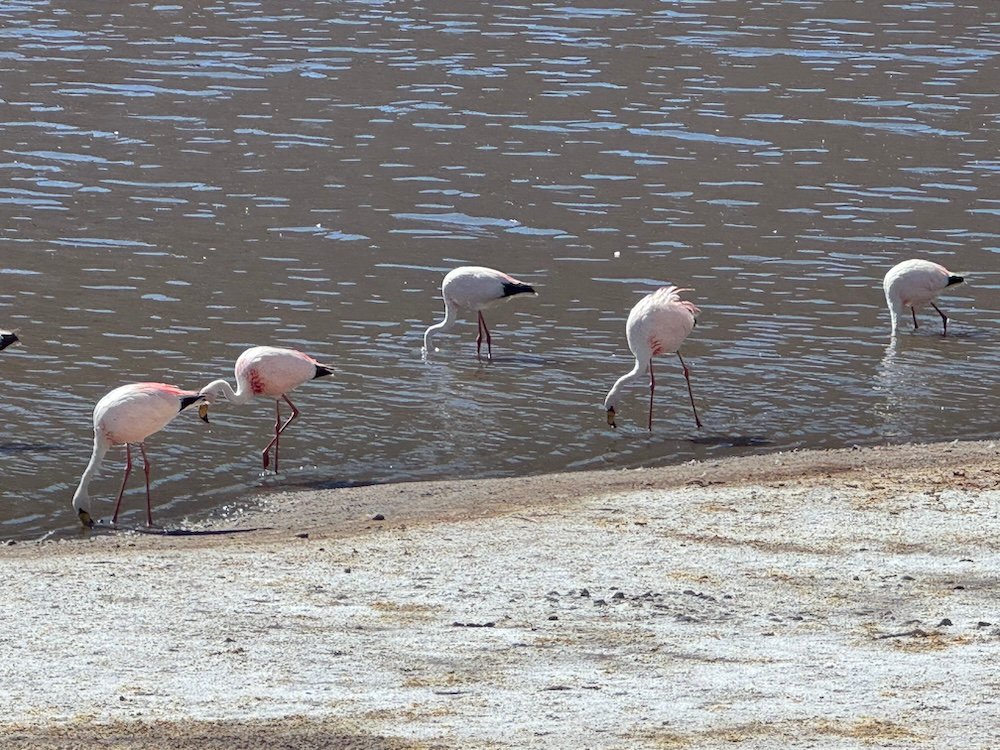 Flamingos eating with their heads in the water