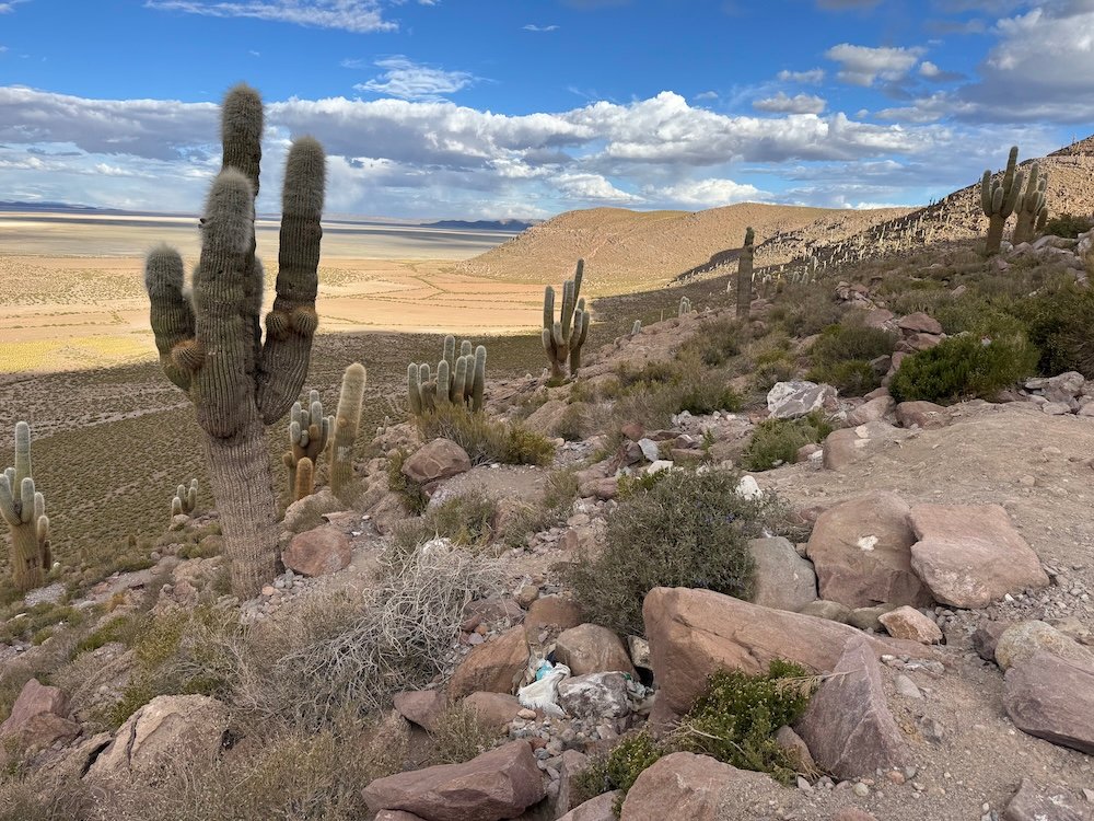 Giant cacti on the Uyuni Salt Flats Tour