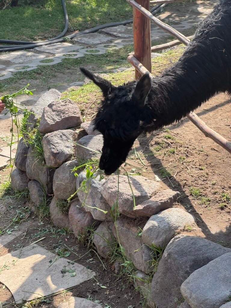 Black alpaca eating grass