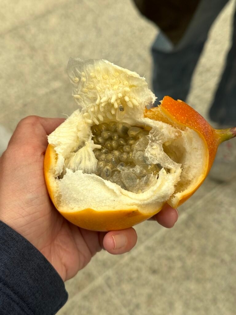 Inside of a mangostien