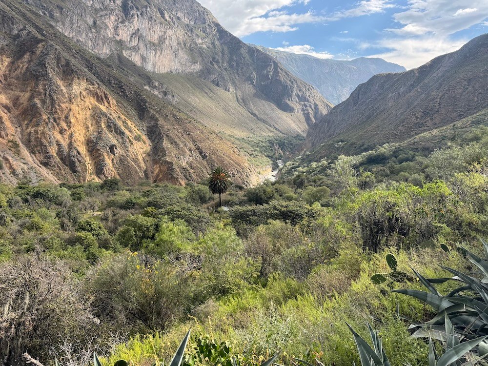 Lush green plants at the bottom of the Colca Canyon