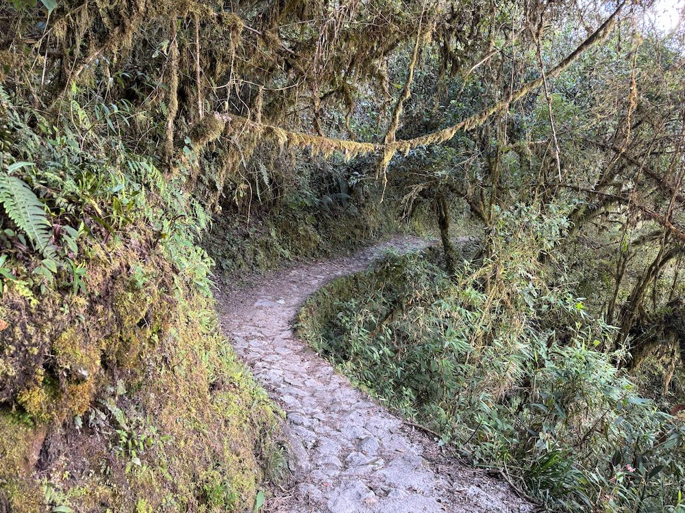 Vines and trees on the Inca Trail