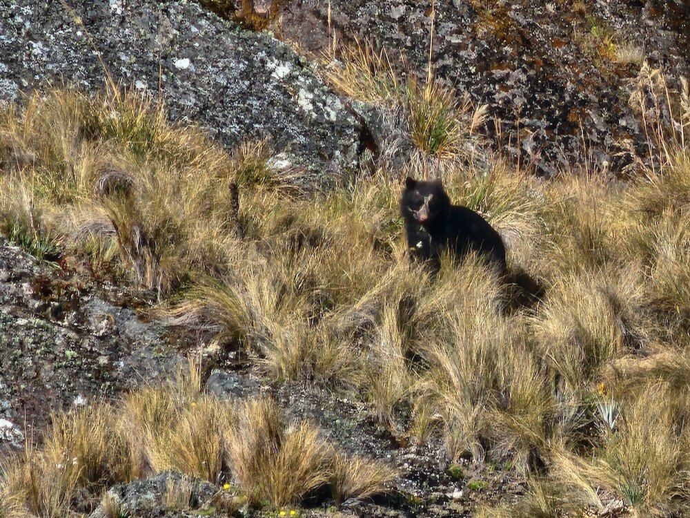 Bear on the Inca Trail