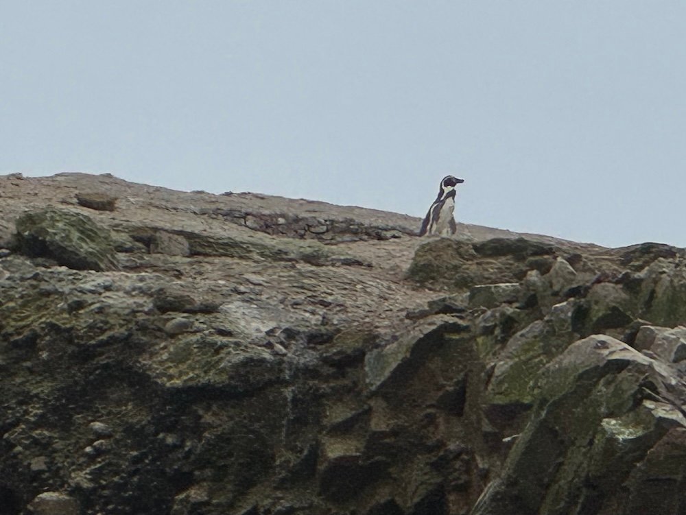 Penguin walking along a cliff