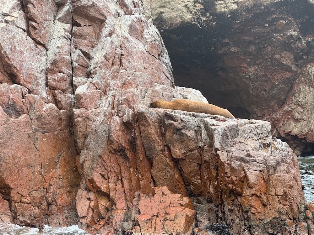 Sea lion lounging on a rock