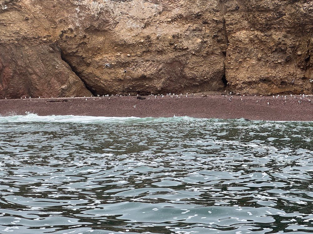 Distant beach with sea lions