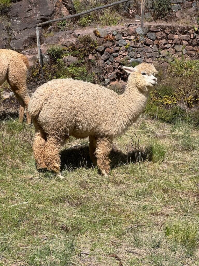 Alpaca looking at the camera