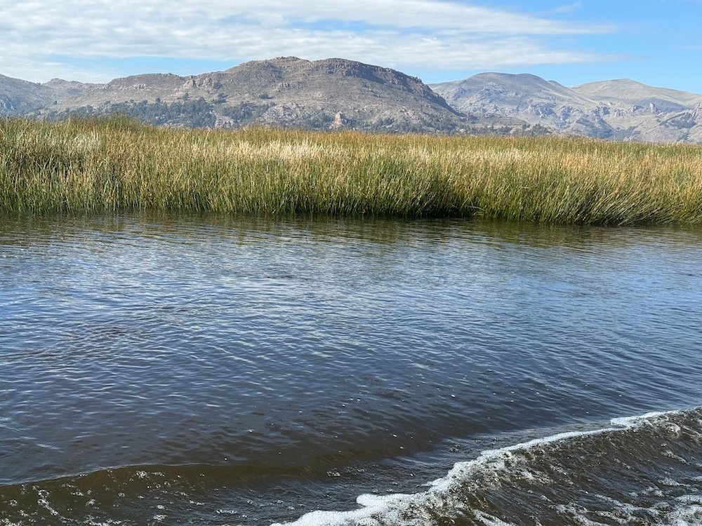 Reeds lining Lake Titicaca near Uros and Puno