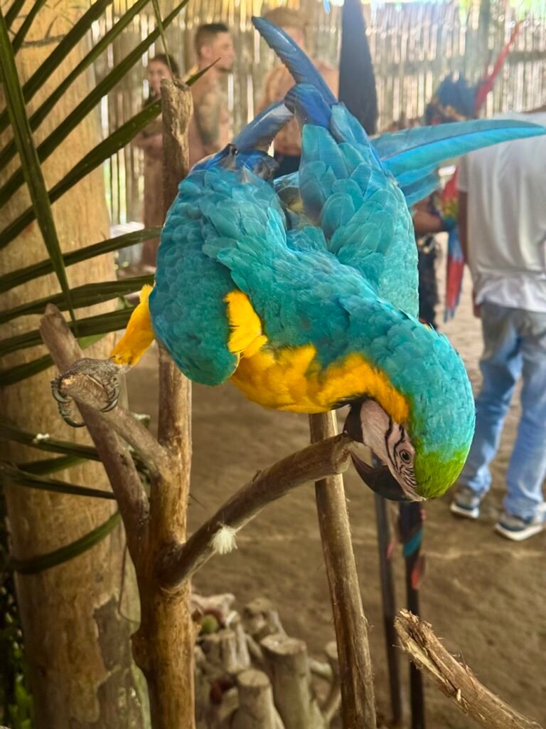 Parrot awkwardly climbing branches