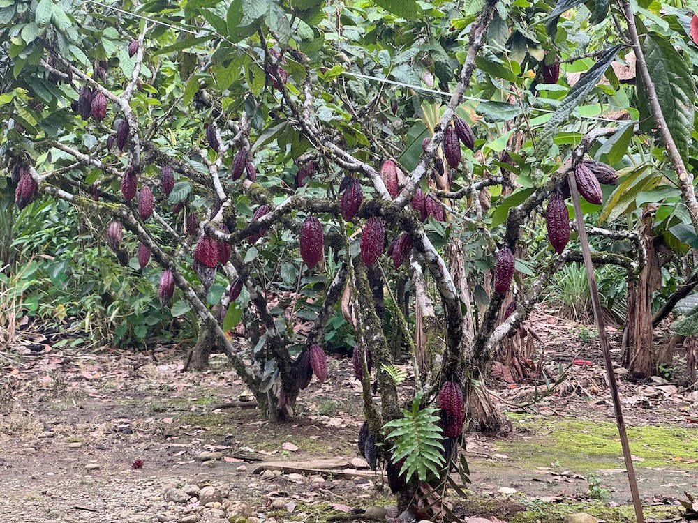 Cacao Trees