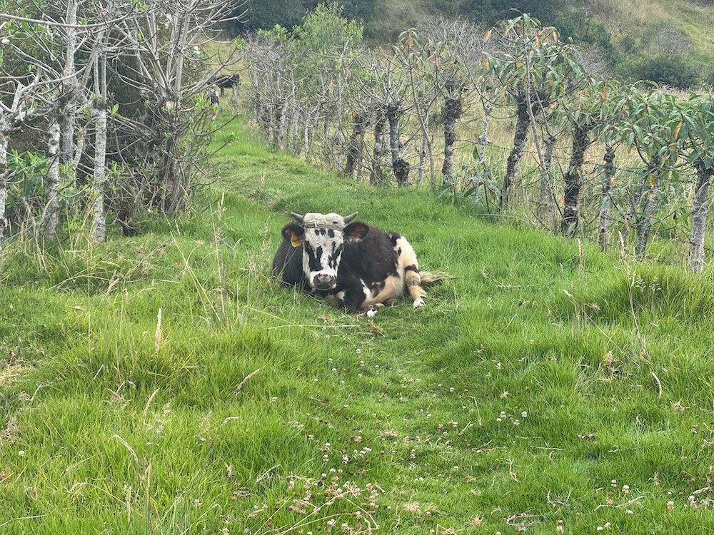 Cow sitting on the trail between Isinlivi and Chugchilan