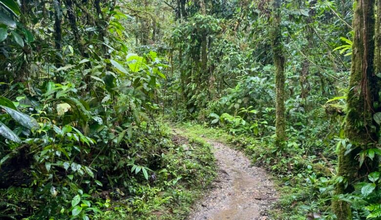 Path leading through the jungle near Baños, Ecuador