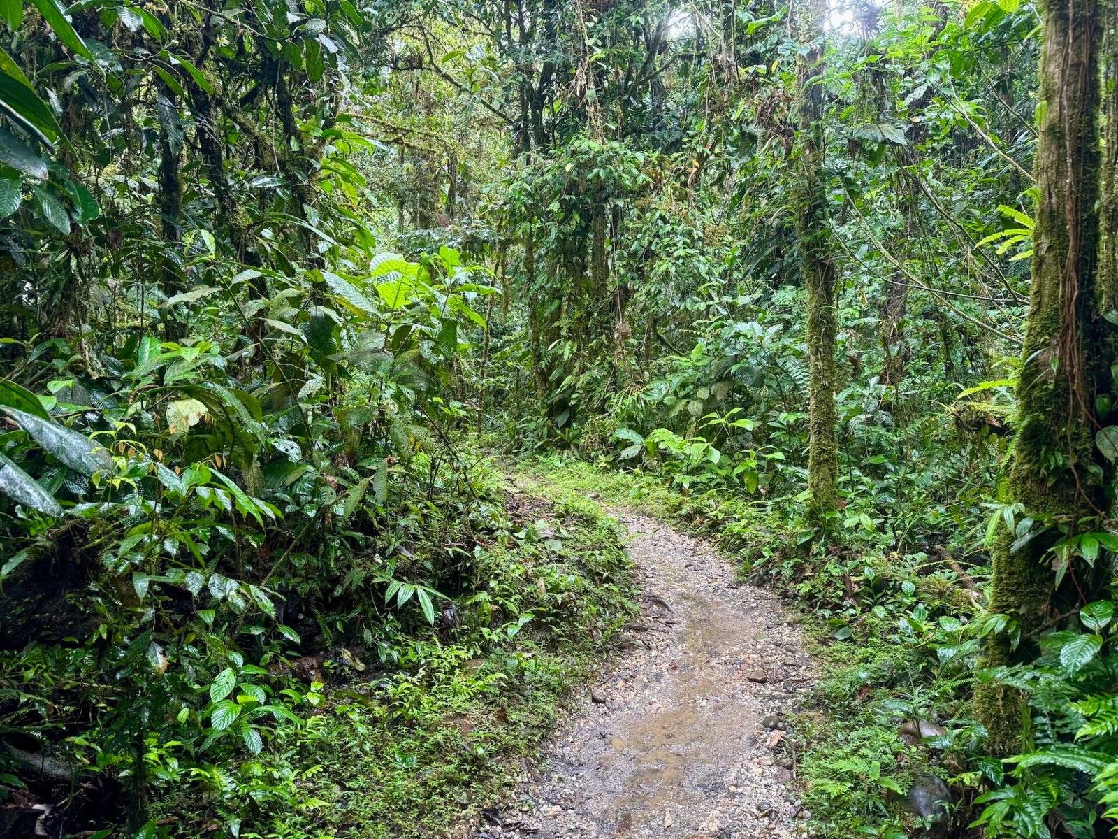 Path leading through the jungle near Baños, Ecuador