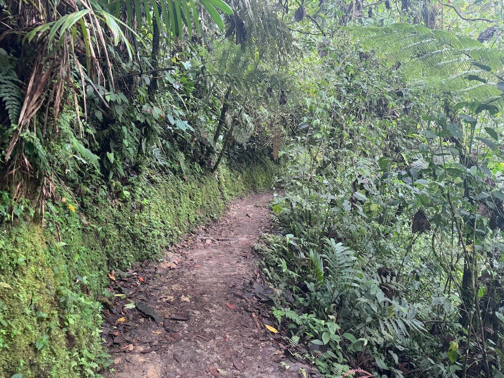 Trail through the jungle to the waterfalls in Mindo