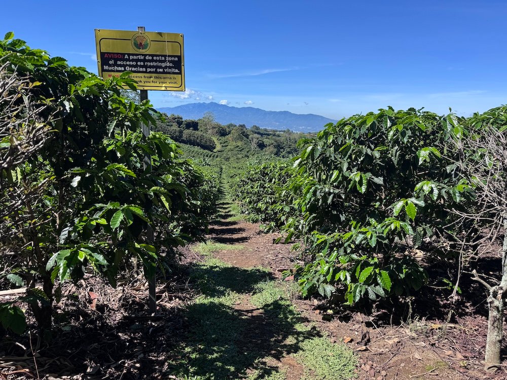 Coffee farm in Costa Rica