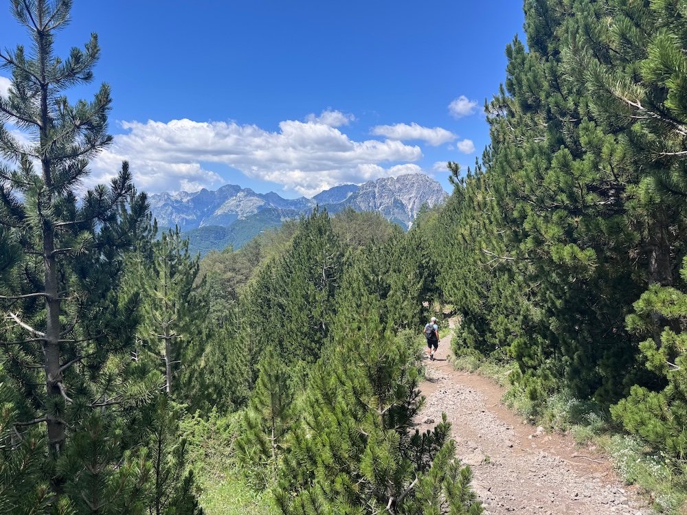 Trail descending into the forest