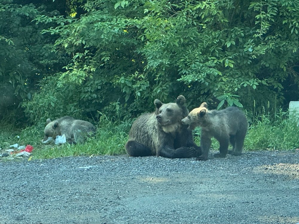 Three bears sitting near trash