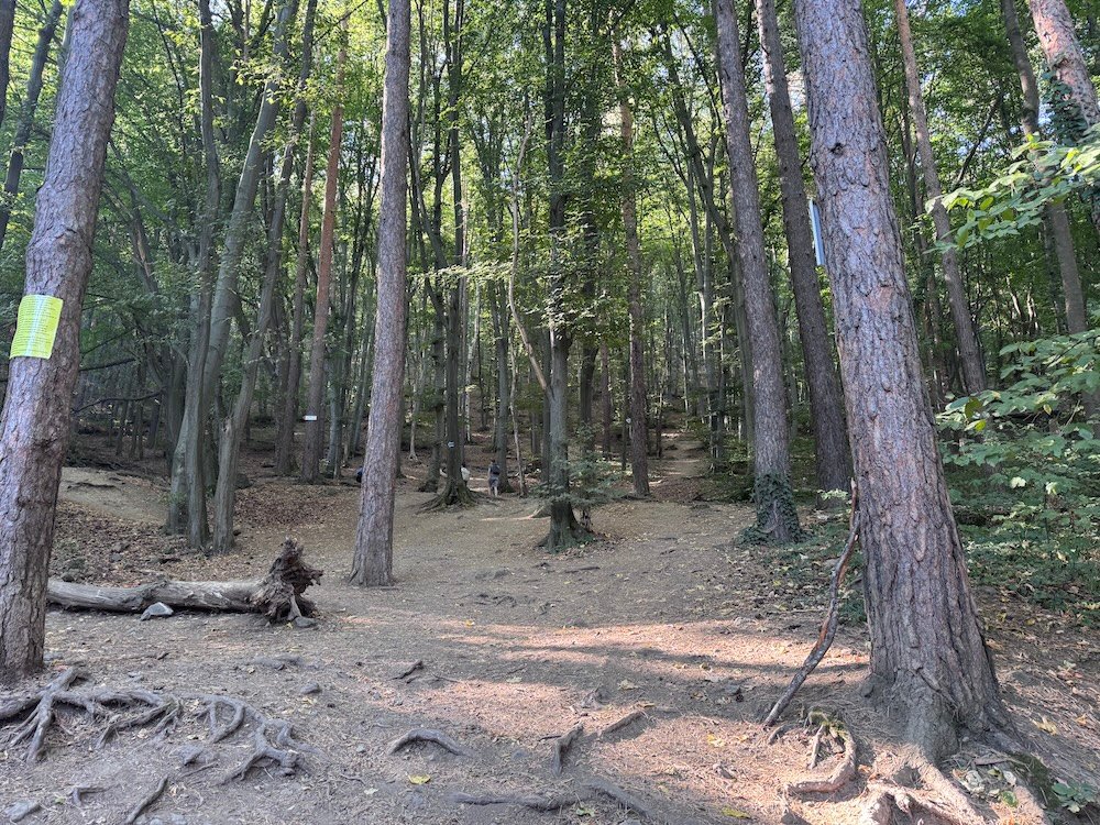 Forest near the Boyana Waterfall